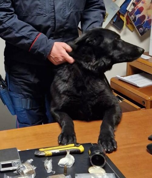 Cane Carabiniere Trova La Droga Nascosta In Casa Arrestato 46enne