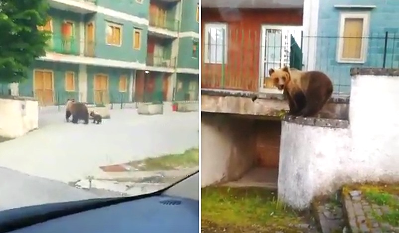 Orsa con un cucciolo inseguita da un'auto, il WWF Abruzzo rinnova gli  appelli per comportamenti corretti – Terre Marsicane