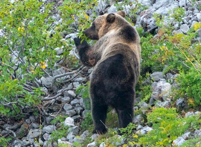 Tutela del ciclo riproduttivo dell'orso bruno marsicano: il Parco Nazionale proroga la chiusura del sentiero F10