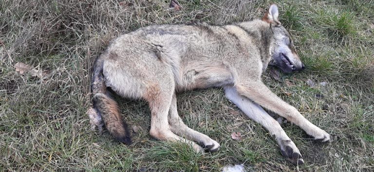 Lupo trovato morto