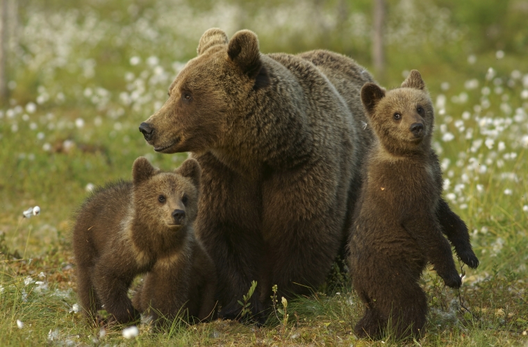 Un'orsa e due cuccioli