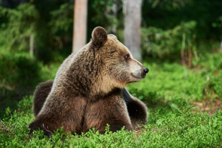 orso terremarsicane||