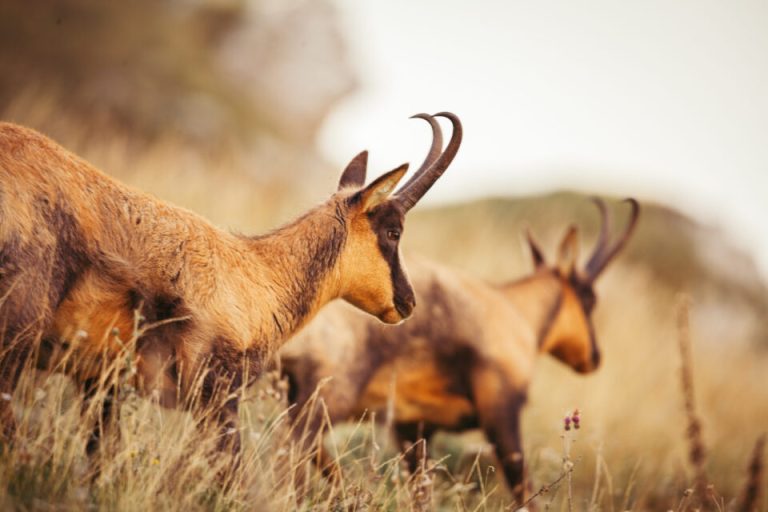 Camosci selvatici Parco Nazionale D'Abruzzo terremarsicane|