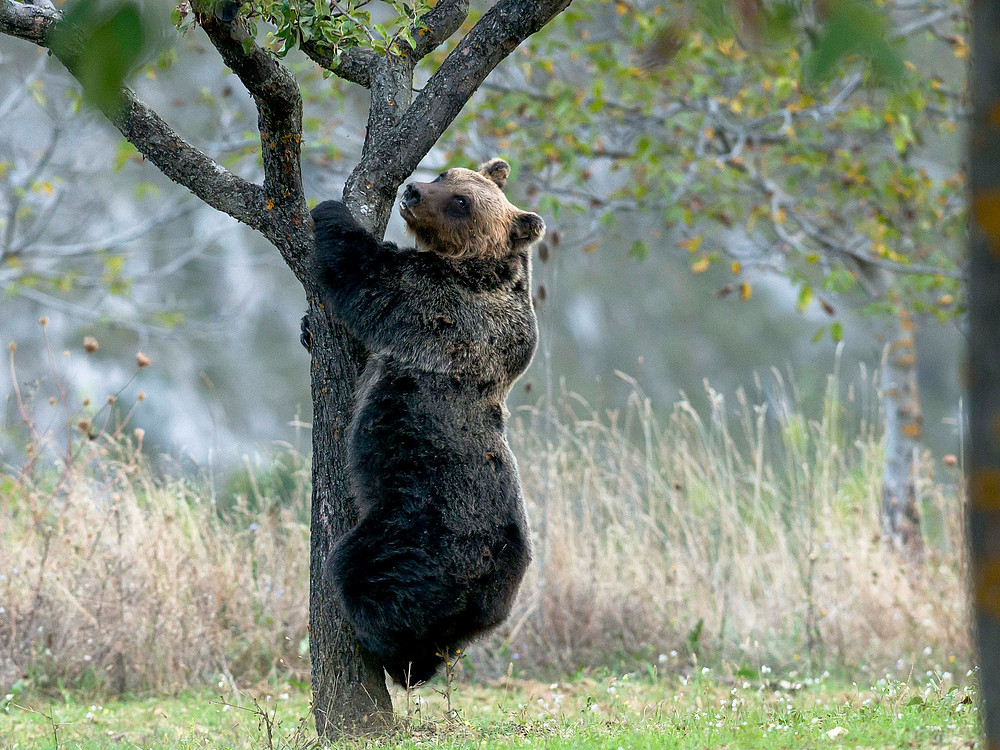 Orso marsicano|Quando un orso entra in paese non va inseguito e non va filmato