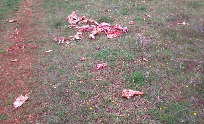 Scarti di macellazione abbandonati lungo la strada a Trasacco