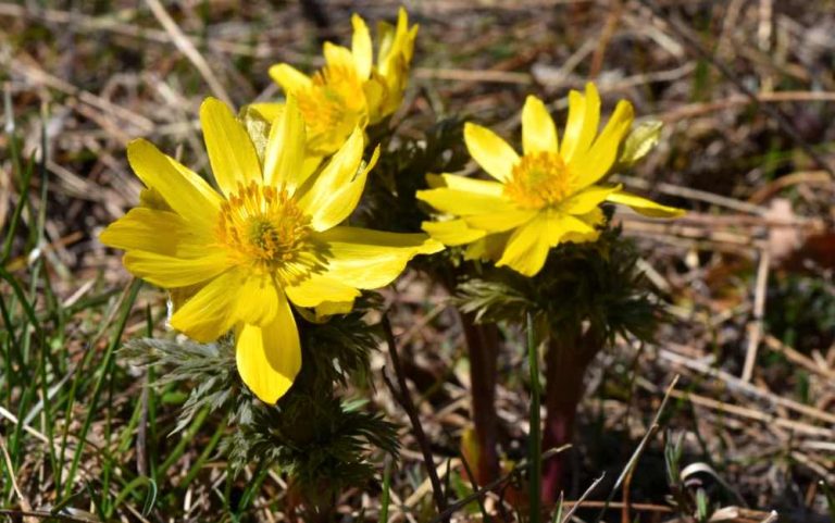 Adonis fucensis