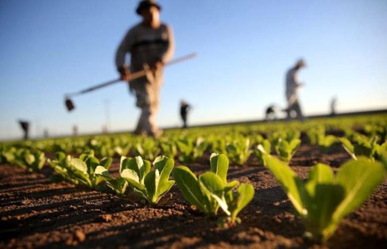 Agricoltura: le proposte della Conferenza delle Regioni per il superamento della crisi dovuta alla guerra e ai rincari dell'energia