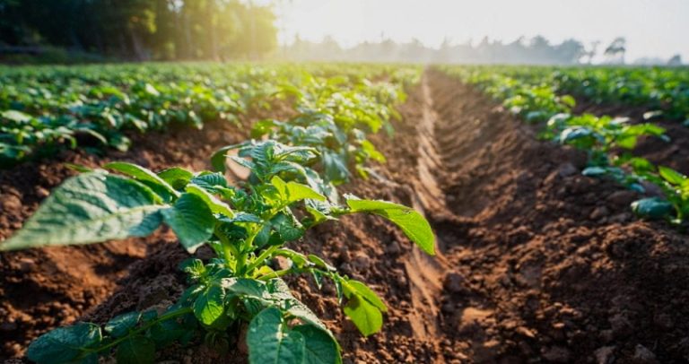 In Abruzzo chiuse nei primi tre mesi dell'anno 337 aziende agricole