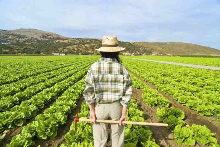 Più Impresa, ripartono gli incentivi per l'imprenditoria giovanile e femminile in agricoltura