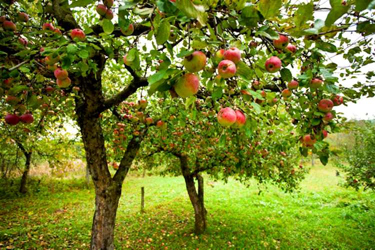 AIDAA vuole donare 200 alberi da frutta al Parco Nazionale: "Aiuteranno a ridurre le incursioni degli orsi nei centri abitati"