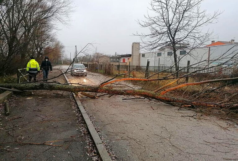 A Pescina un albero crolla a terra per il maltempo