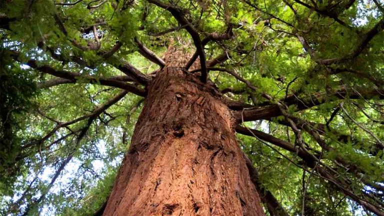 "La gestione forestale sostenibile"