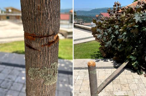 Segato e abbattuto un albero nel parco di Meta