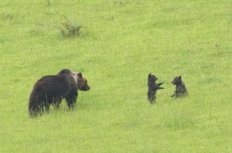 |Orsi bruni marsicani a Bisegna e a San Sebastiano: ordinanza del Sindaco per vietare l'avvicinamento e l'inseguimento degli animali