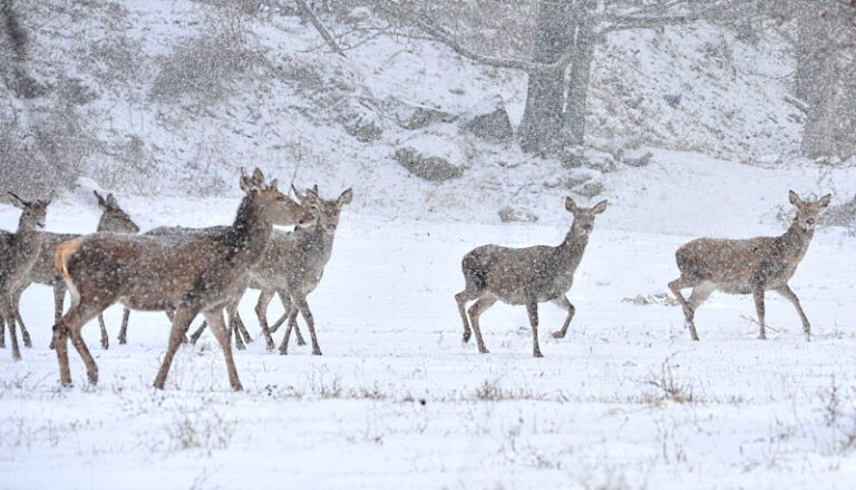 Dal PNALM consigli per vivere la natura d'inverno rispettando gli animali selvatici