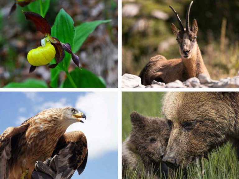 Centenario della nascita del Parco Nazionale d'Abruzzo