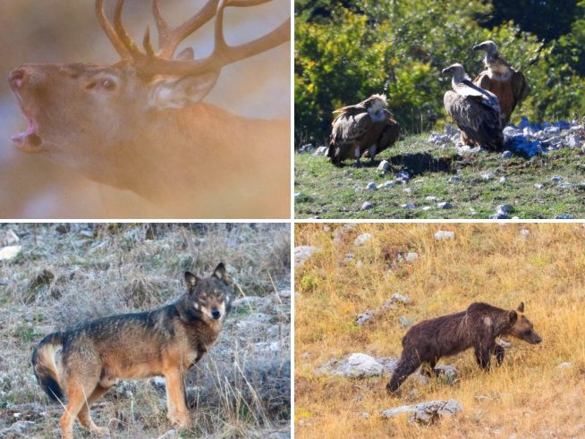 Oggi è la Giornata mondiale degli animali