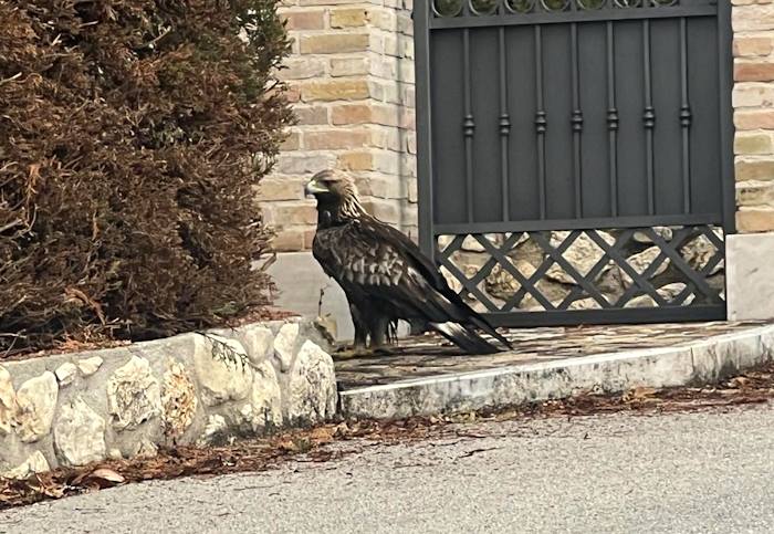 Aquila in difficoltà salvata a Celano dalle Guardie ambientali della Sezione Marsica|||