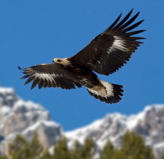 Aquila reale e falco pellegrino a rischio sul Gran Sasso