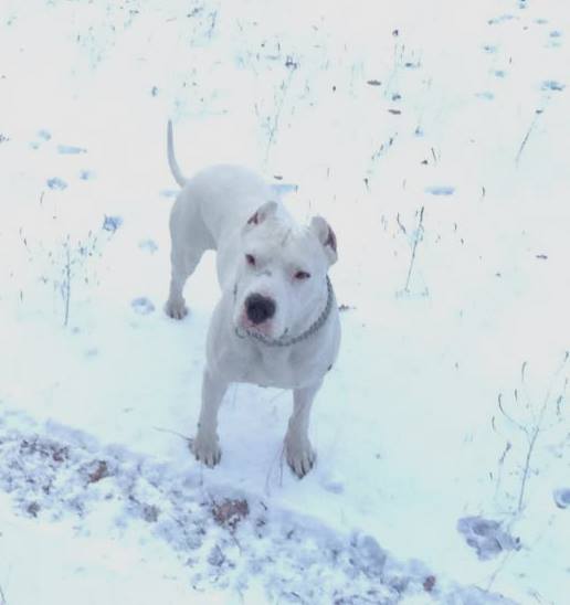 Il cane Ares morto avvelenato a Celano