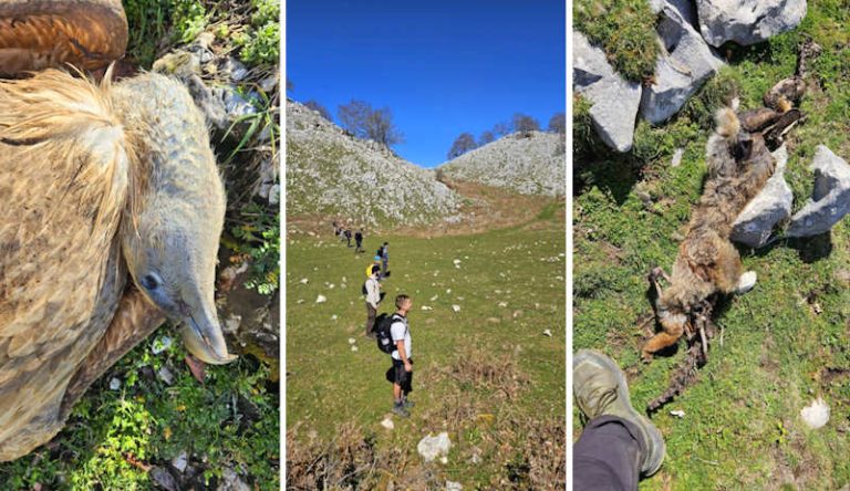 Trovate le carcasse di tre grifoni e una volpe