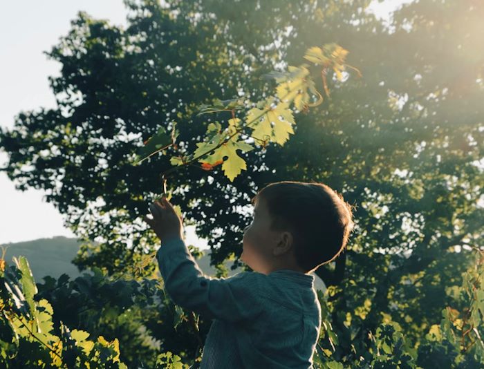 Festa dell'albero a Morino: verrà piantato un albero per ogni bambino nato in paese nel 2023|