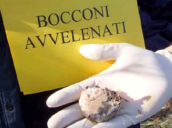 Sospetta presenza di bocconi avvelenati in località Camposecco - Campo Catino a Pereto