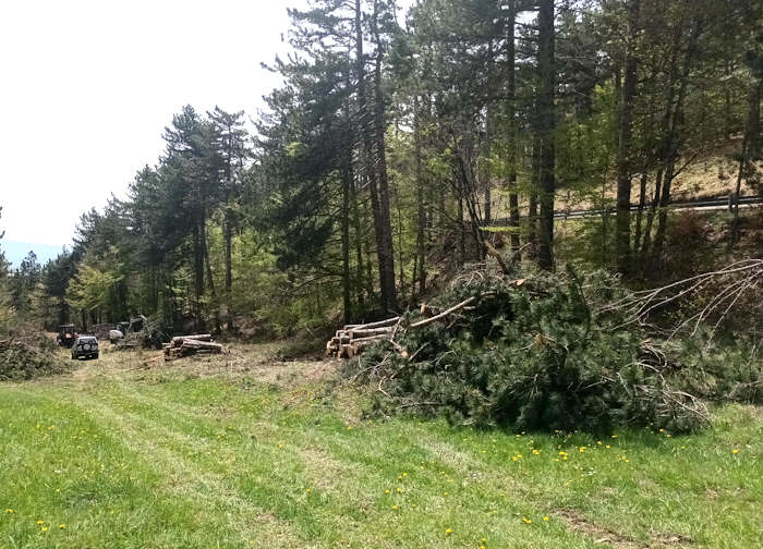 Partiti i lavori di bonifica delle pinete di Ovindoli