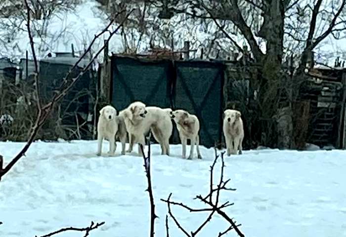 Branco di cani da pastore vaga liberamente per Ovindoli