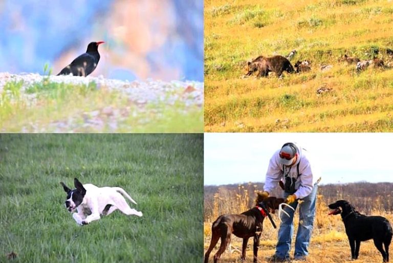 Altro che tutela dell'orso! Ambientalisti: "A migliaia di cacciatori viene consentito di andare con mute di cani su oltre 50.000 ettari di territorio"