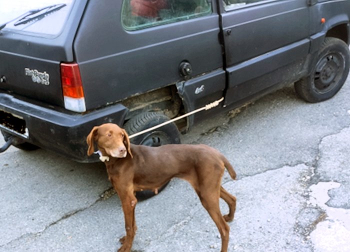 Cagnolina trascinata da un'auto messa in salvo dai Carabinieri Forestali