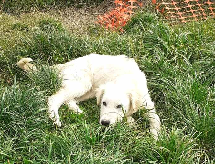 Cagnolina abbandonata in un vecchio cantiere senza acqua né cibo: "Ha bisogno di una casa"