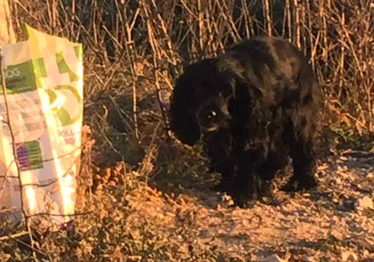 Appena investita e uccisa la cagnolina che vegliava sul corpo senza vita del suo amico