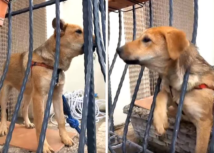 Cagnolina lasciata su un balcone a volte anche alla catena: "Ha bisogno di una famiglia amorevole"