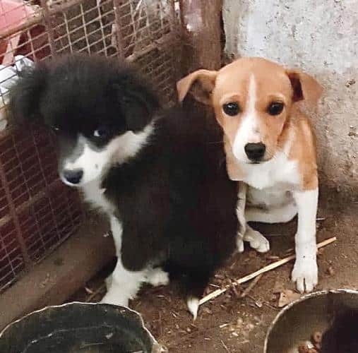 Due cucciole di tre mesi picchiate e chiuse in uno scantinato perché abbaiavano