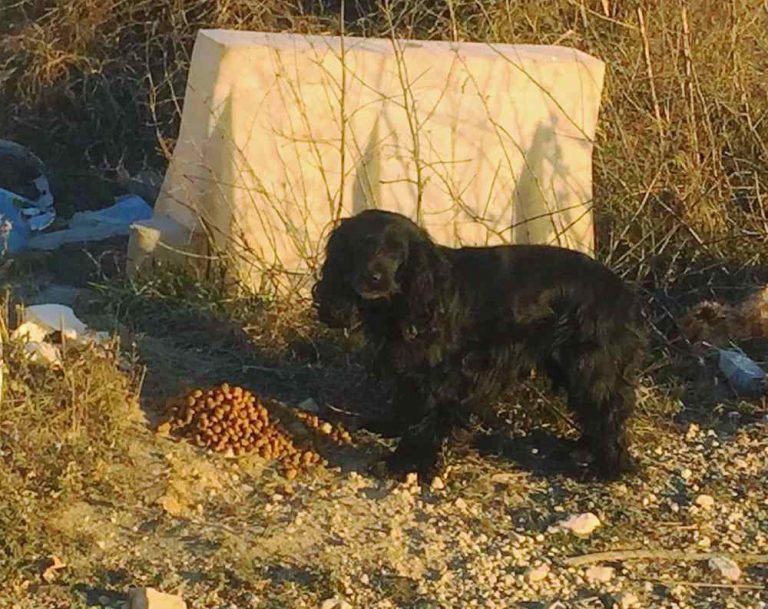 Cagnolino veglia il corpo senza vita del suo amico: "Ha paura e non si fa avvicinare"||||