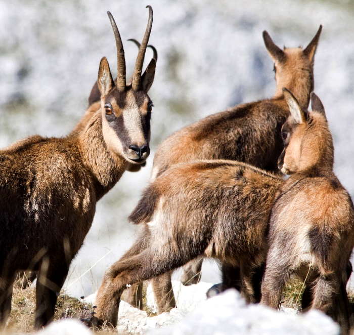 Monitoraggio camoscio appenninico nel Parco Nazionale: nel 2022 conteggiati 773 esemplari