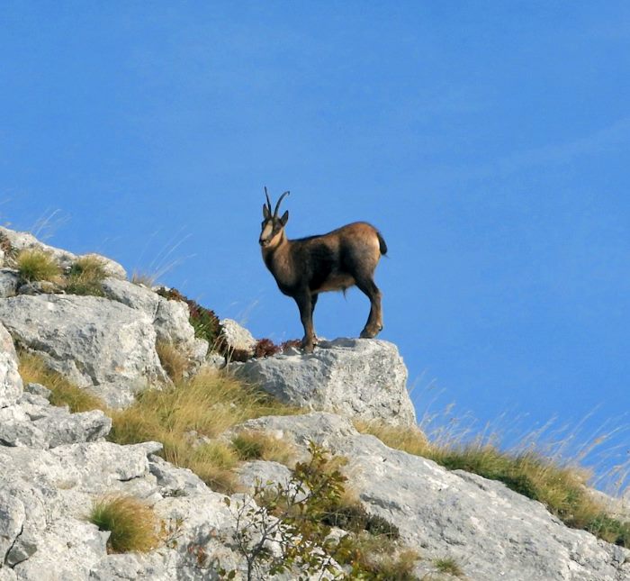 Monitoraggio del camoscio appenninico