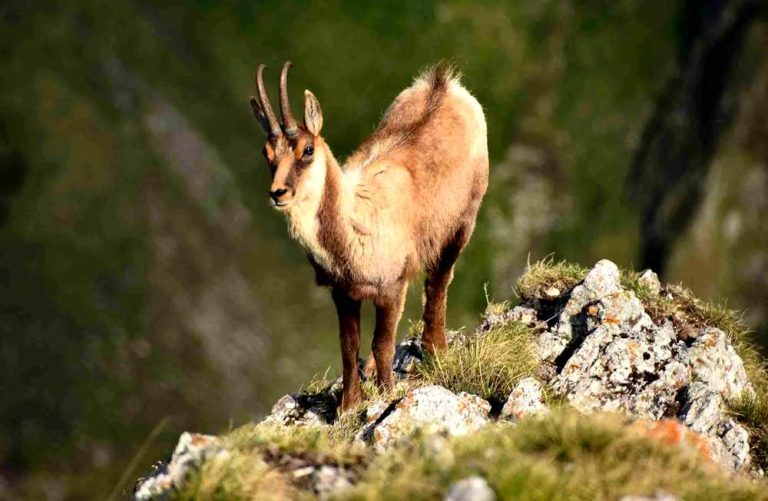 Il Parco Regionale Sirente-Velino dispone il divieto di accesso all'Area Specifica di Tutela del camoscio appenninico