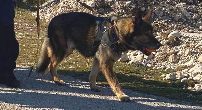 Il cane del soccorso alpino che ha permesso il ritrovamento degli escursionisti sul Velino