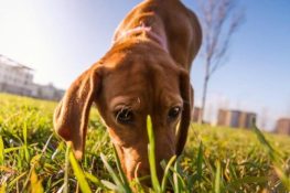 Topicida nei giardinetti di Ortona dei Marsi: "pericolo per i bambini e per gli animali"