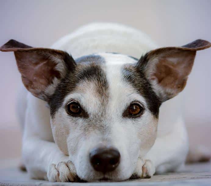 Rifugio per animali "Mi Fido"