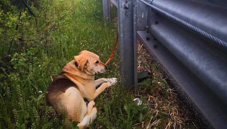 "Se non ti porto non parto": la Polizia di Stato contro l'abbandono degli animali