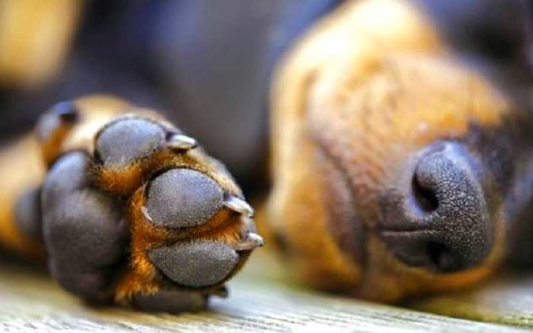 Segnalata la presenza di bocconi avvelenati a Capistrello: "Un cane ha perso la vita"