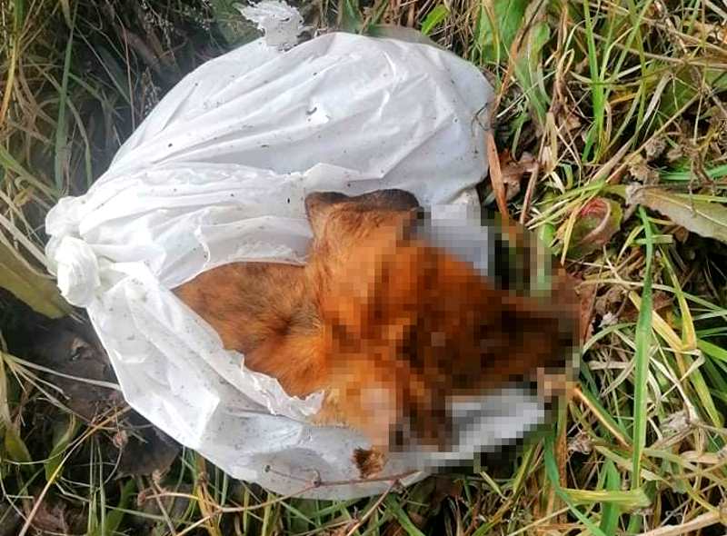 Cagnolino trovato morto dentro una busta di plastica in Via delle Macchie a Tagliacozzo: "Servono più controlli da parte delle istituzioni"