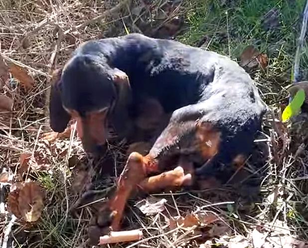 Cane da caccia trovato in fin di vita