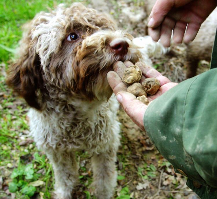 Trenta cani da tartufo avvelenati tra Abruzzo e Molise