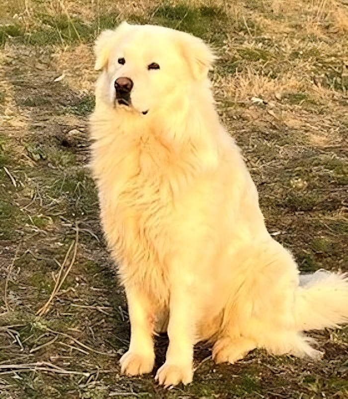 Smarrito il cane Hugo