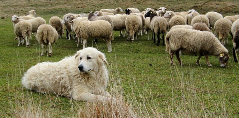 Randagismo e nascite incontrollate di cani da guardiania