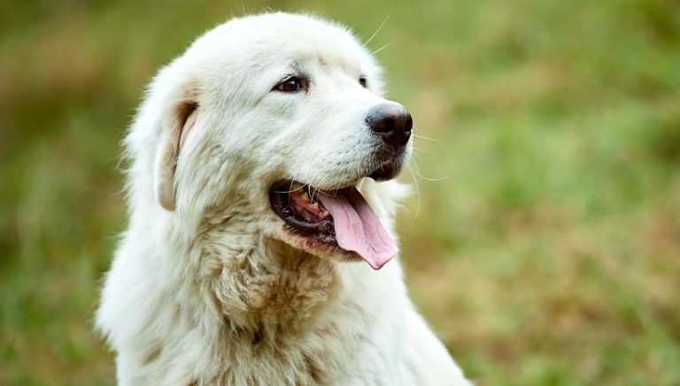 Cane impiccato a un trattore